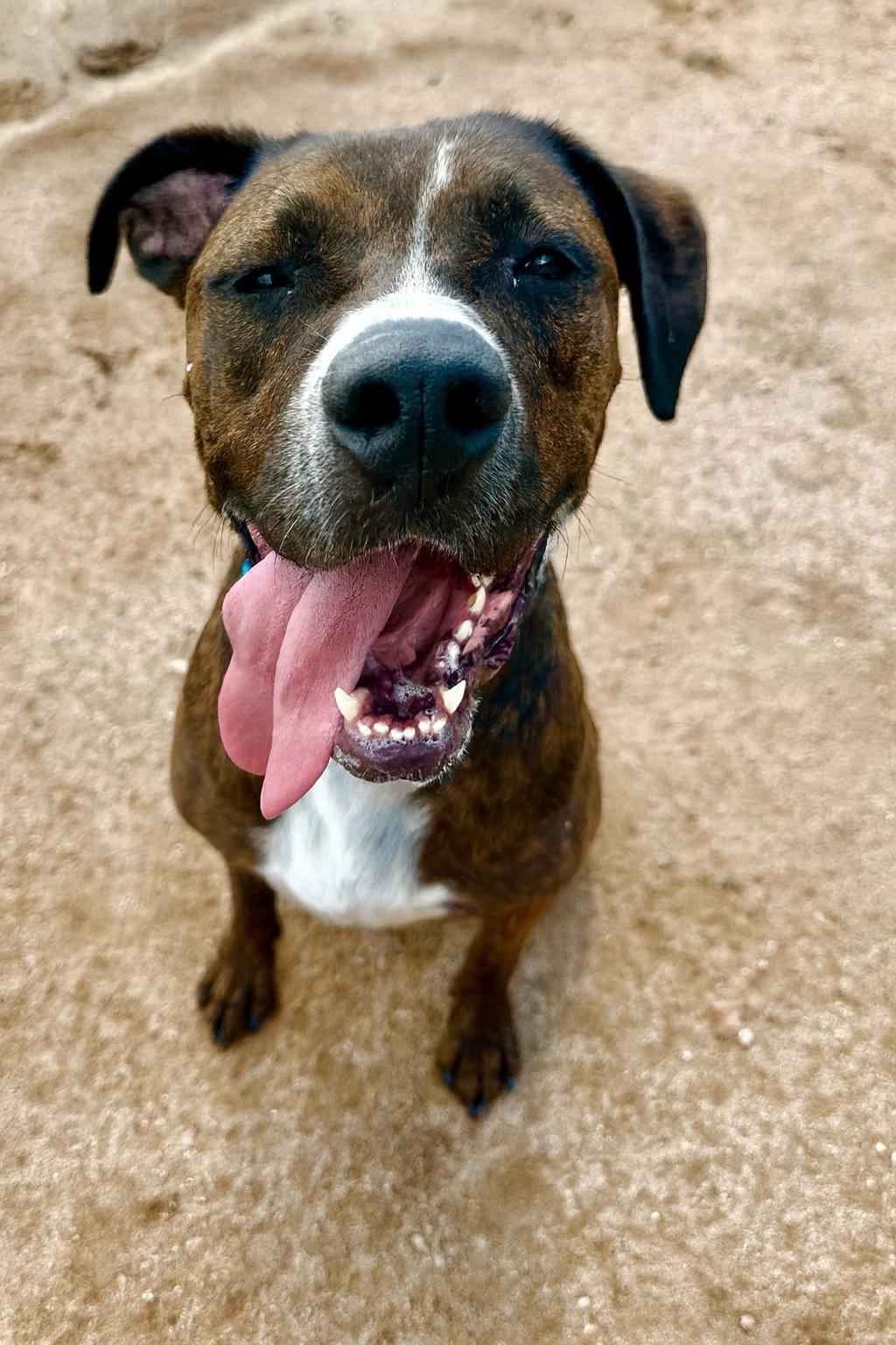 Enlarge Cleo, a Adoptable mixed breed in Phoenix, AZ image 2/3