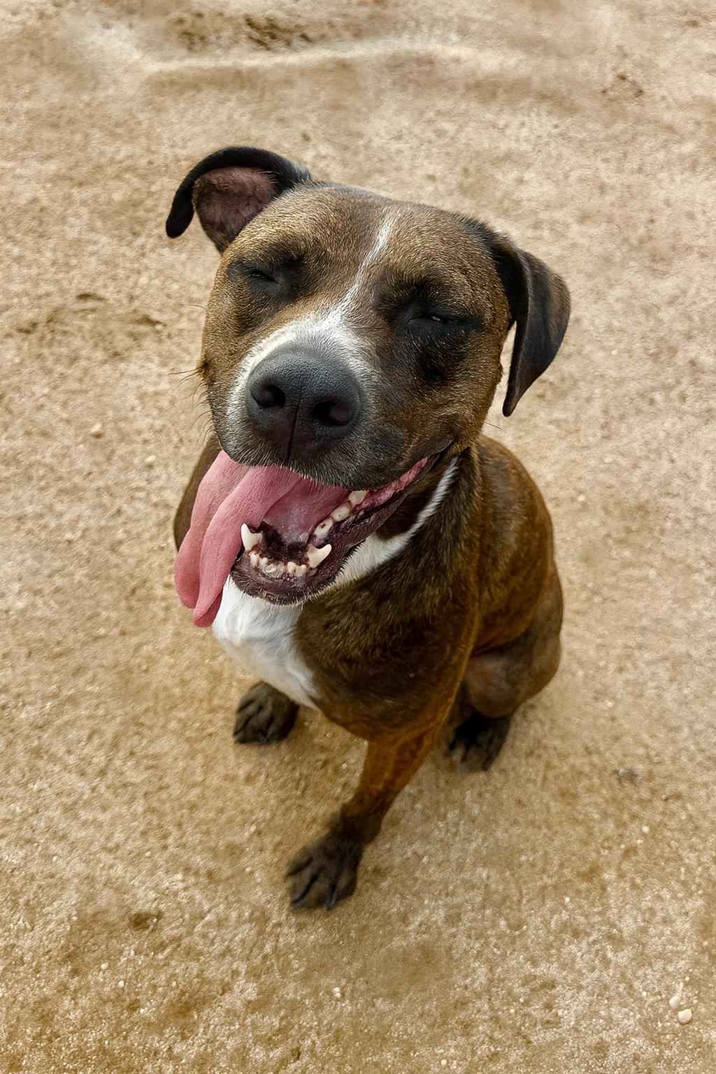 Enlarge Cleo, a Adoptable mixed breed in Phoenix, AZ image 3/3