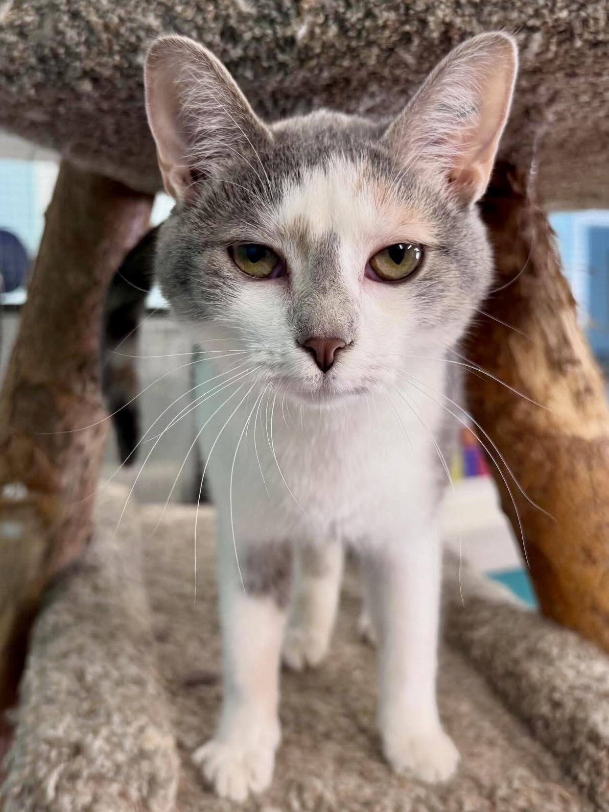 Arial, Adoptable, Adult Female Dilute Calico.