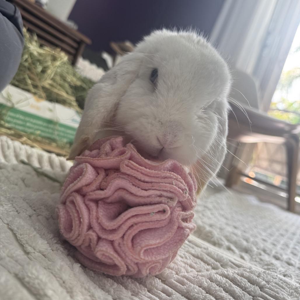 Enlarge Pom Pom (EC+), a Adoptable Mini Lop in Miami, FL image 1/6