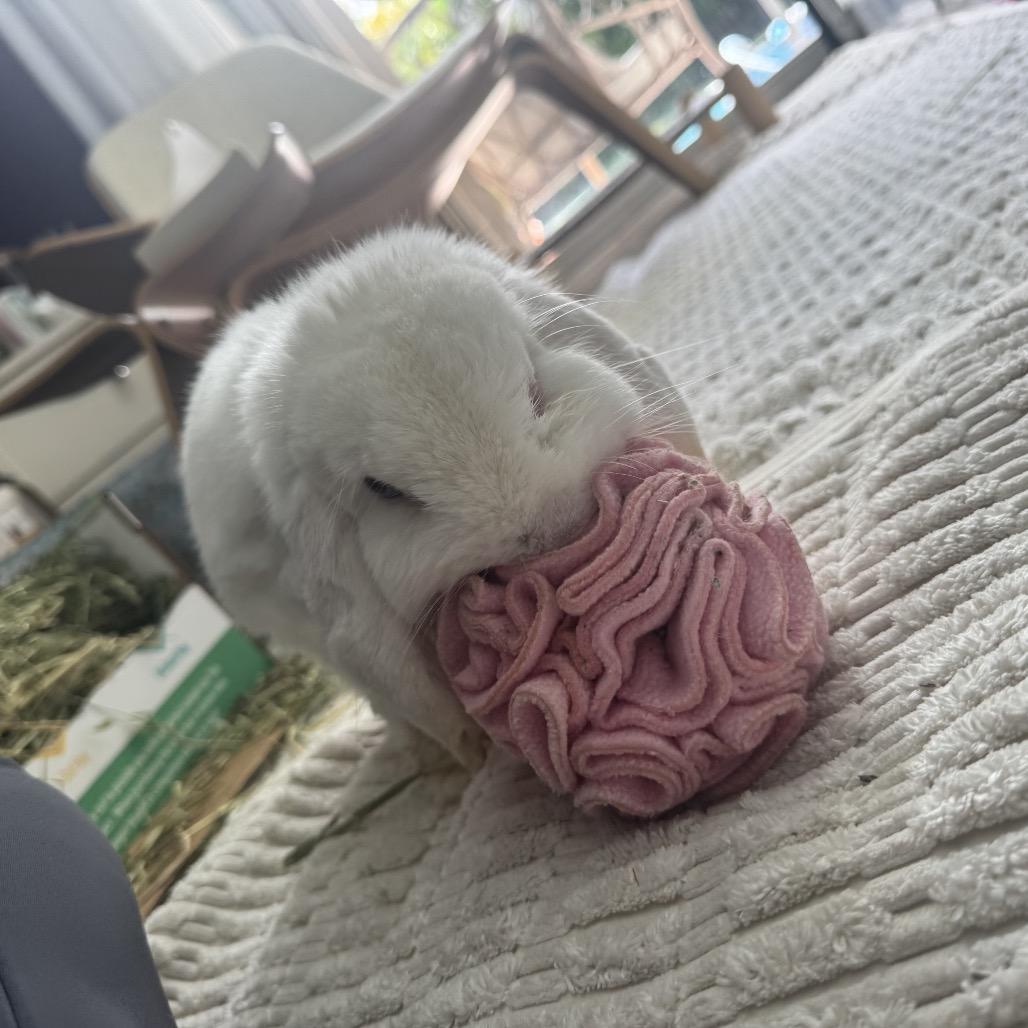 Enlarge Pom Pom (EC+), a Adoptable Mini Lop in Miami, FL image 2/6