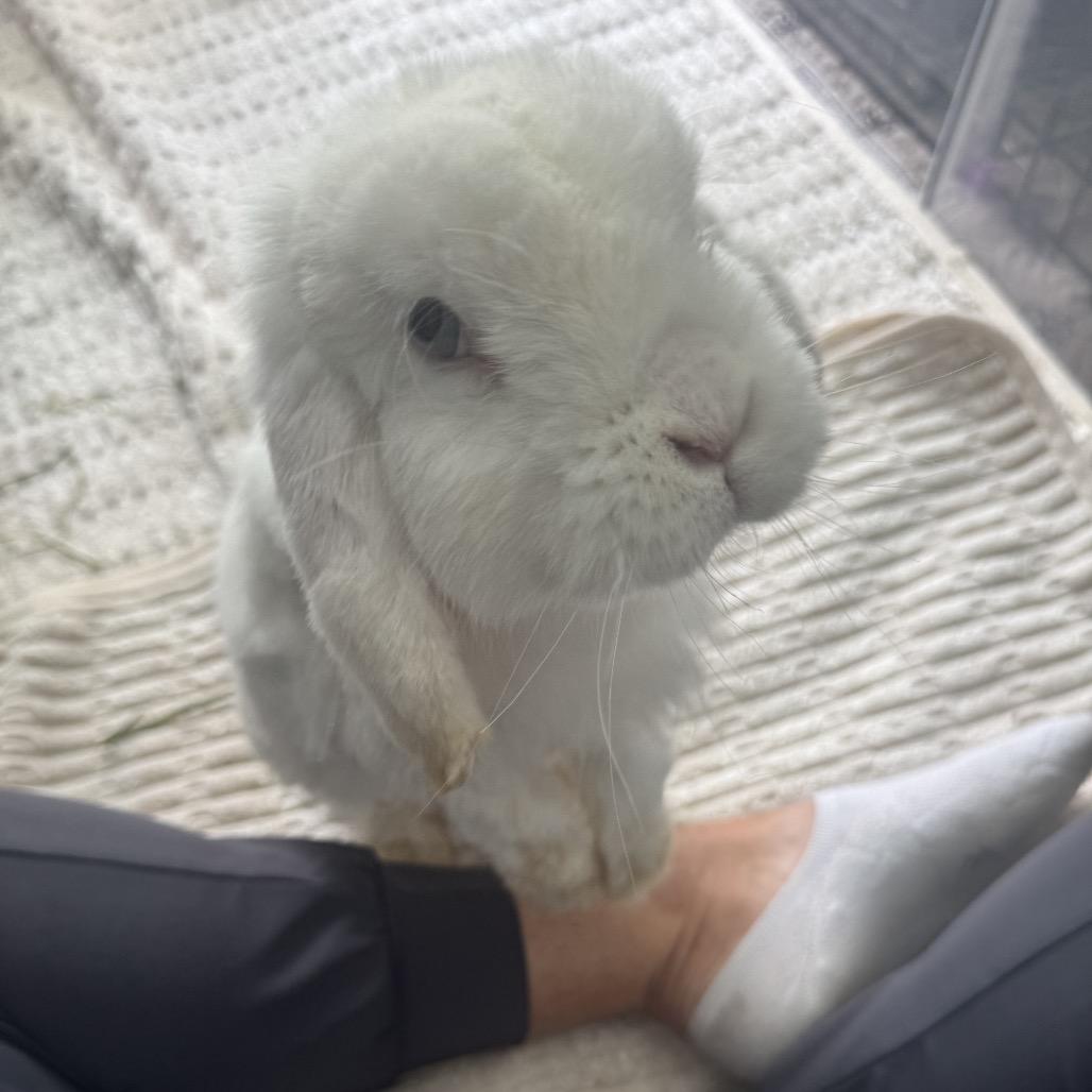 Enlarge Pom Pom (EC+), a Adoptable Mini Lop in Miami, FL image 3/6