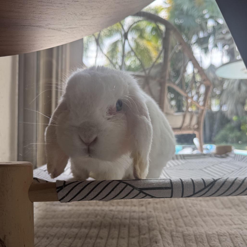Enlarge Pom Pom (EC+), a Adoptable Mini Lop in Miami, FL image 4/6