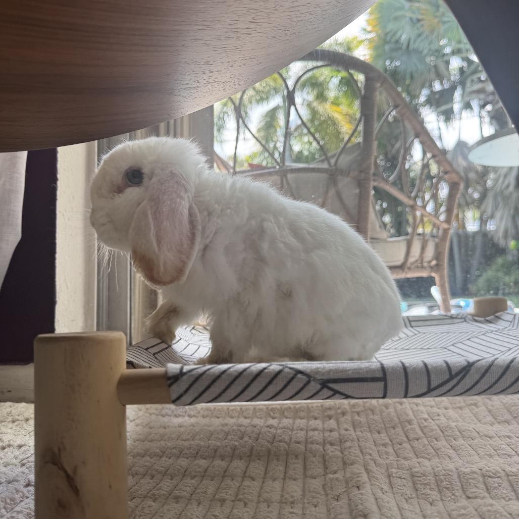 Enlarge Pom Pom (EC+), a Adoptable Mini Lop in Miami, FL image 5/6
