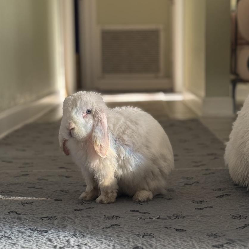 Enlarge Pom Pom (EC+), a Adoptable Mini Lop in Miami, FL image 6/6