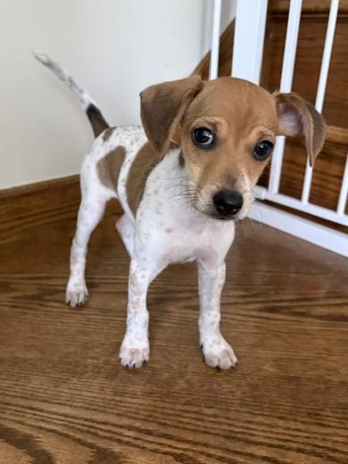 Enlarge Tiny, a Adopted mixed breed in Orland Park, IL image 1/3