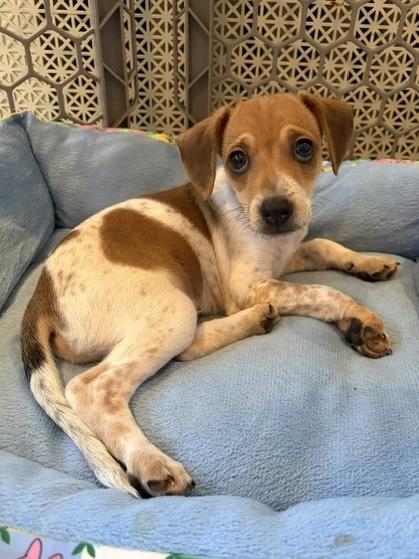 Enlarge Tiny, a Adopted mixed breed in Orland Park, IL image 2/3
