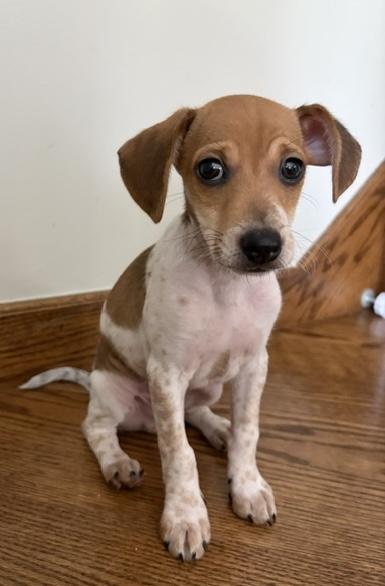 Enlarge Tiny, a Adopted mixed breed in Orland Park, IL image 3/3