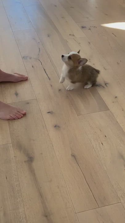 Enlarge Josie, a Adopted Corgi in Newport Beach, CA video 6/11