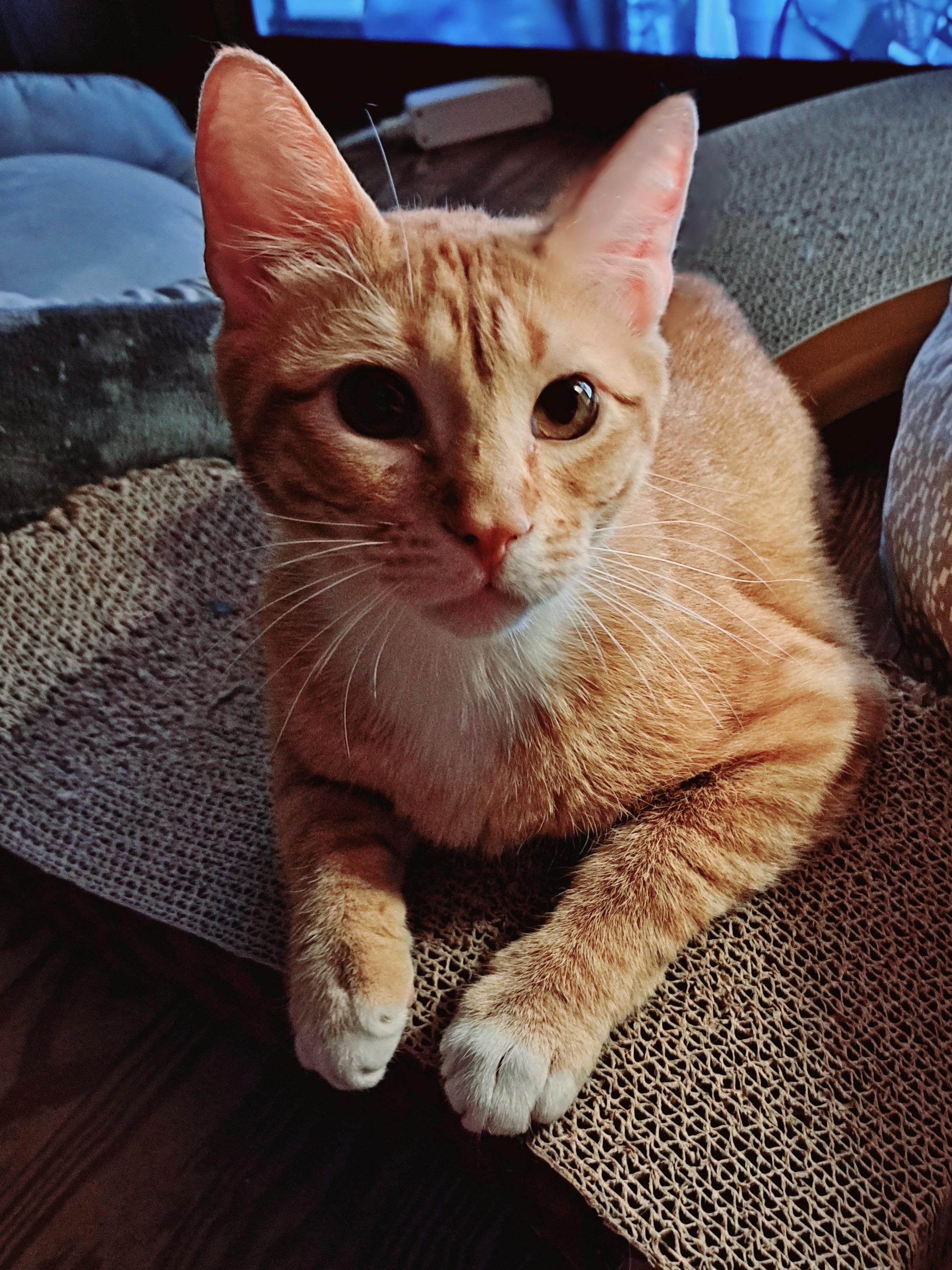 ROJO, a ADOPTABLE Domestic Short Hair in Wilmington, NC image 6/6