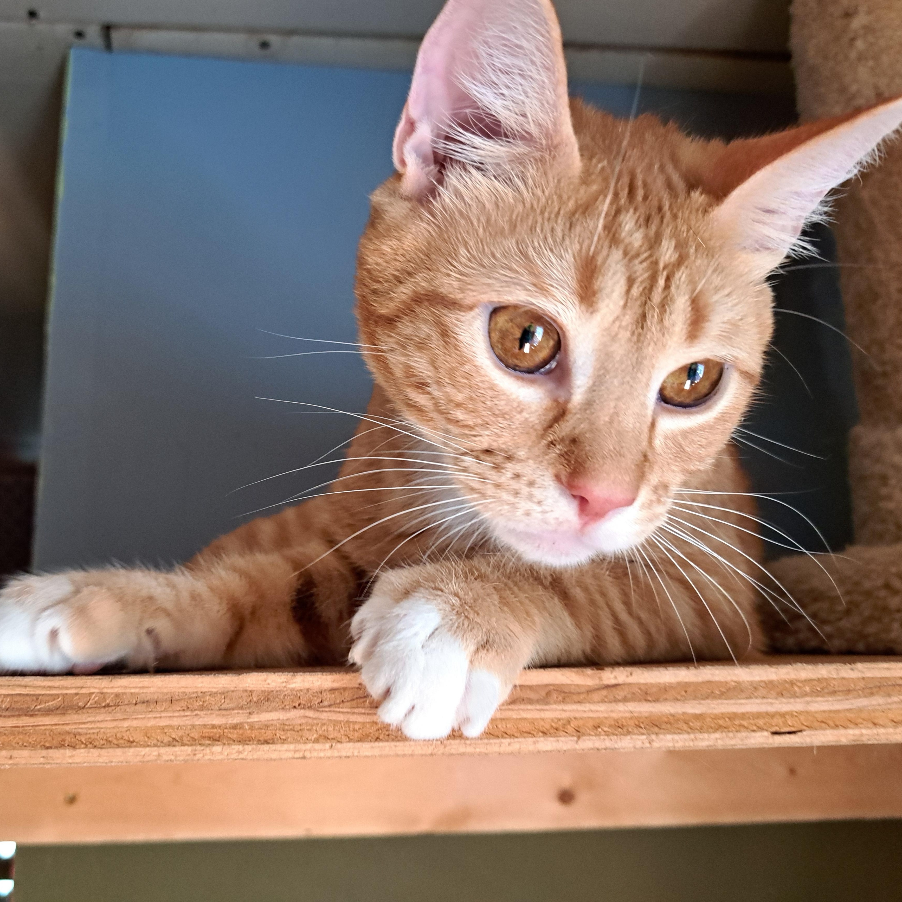 Enlarge ROJO, a ADOPTABLE Domestic Short Hair in Wilmington, NC image 4/6