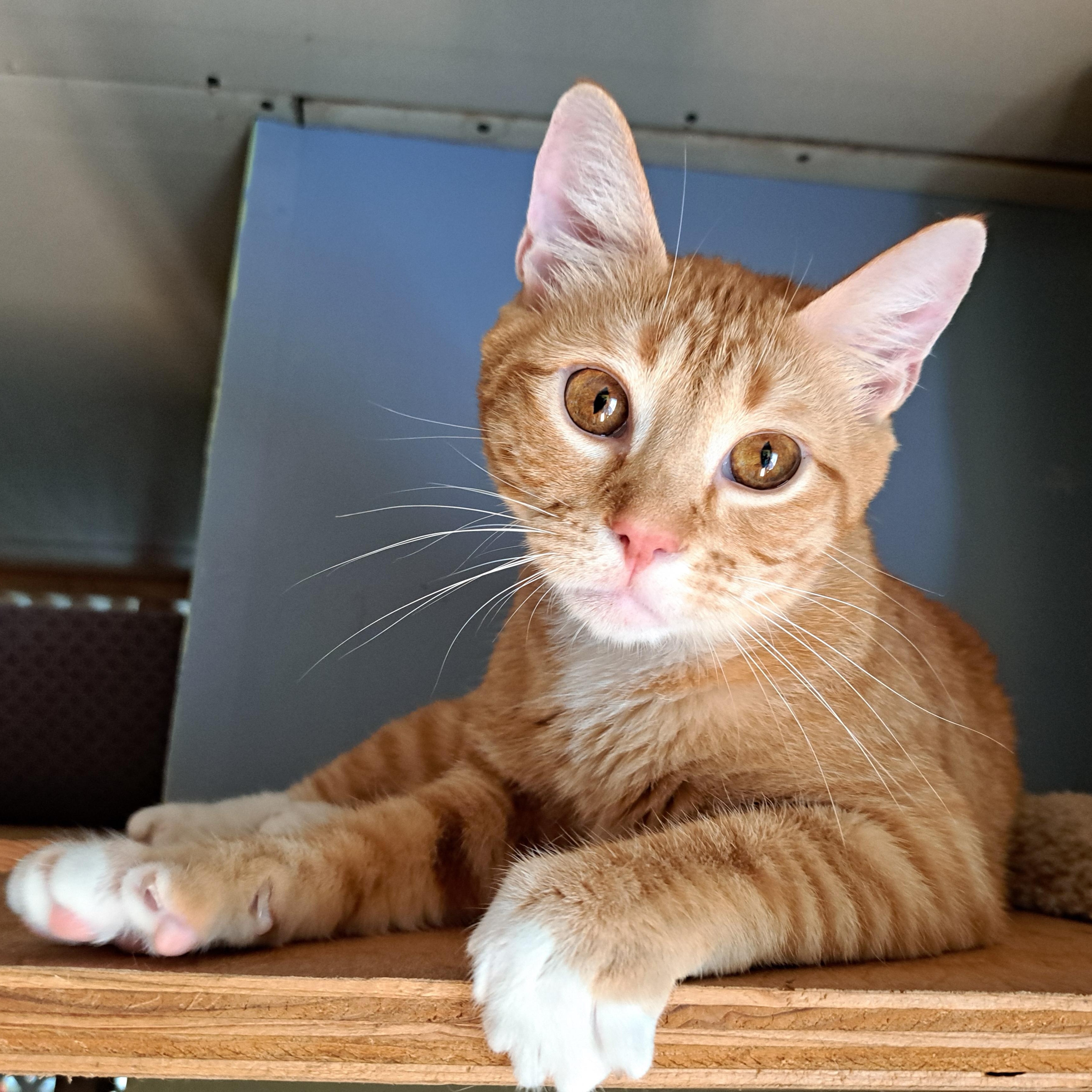 Enlarge ROJO, a ADOPTABLE Domestic Short Hair in Wilmington, NC image 5/6