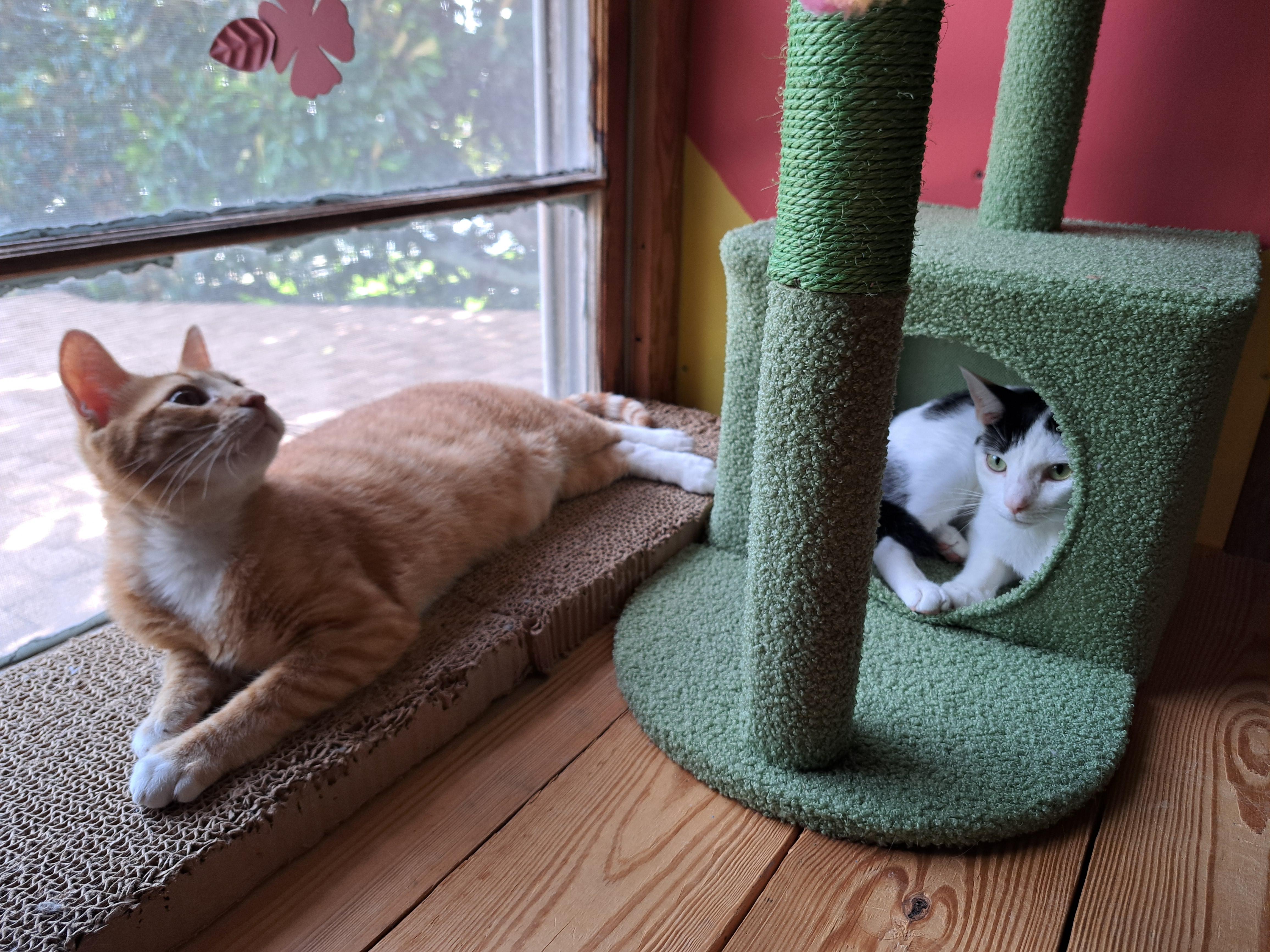 Enlarge ROJO, a ADOPTABLE Domestic Short Hair in Wilmington, NC image 6/6