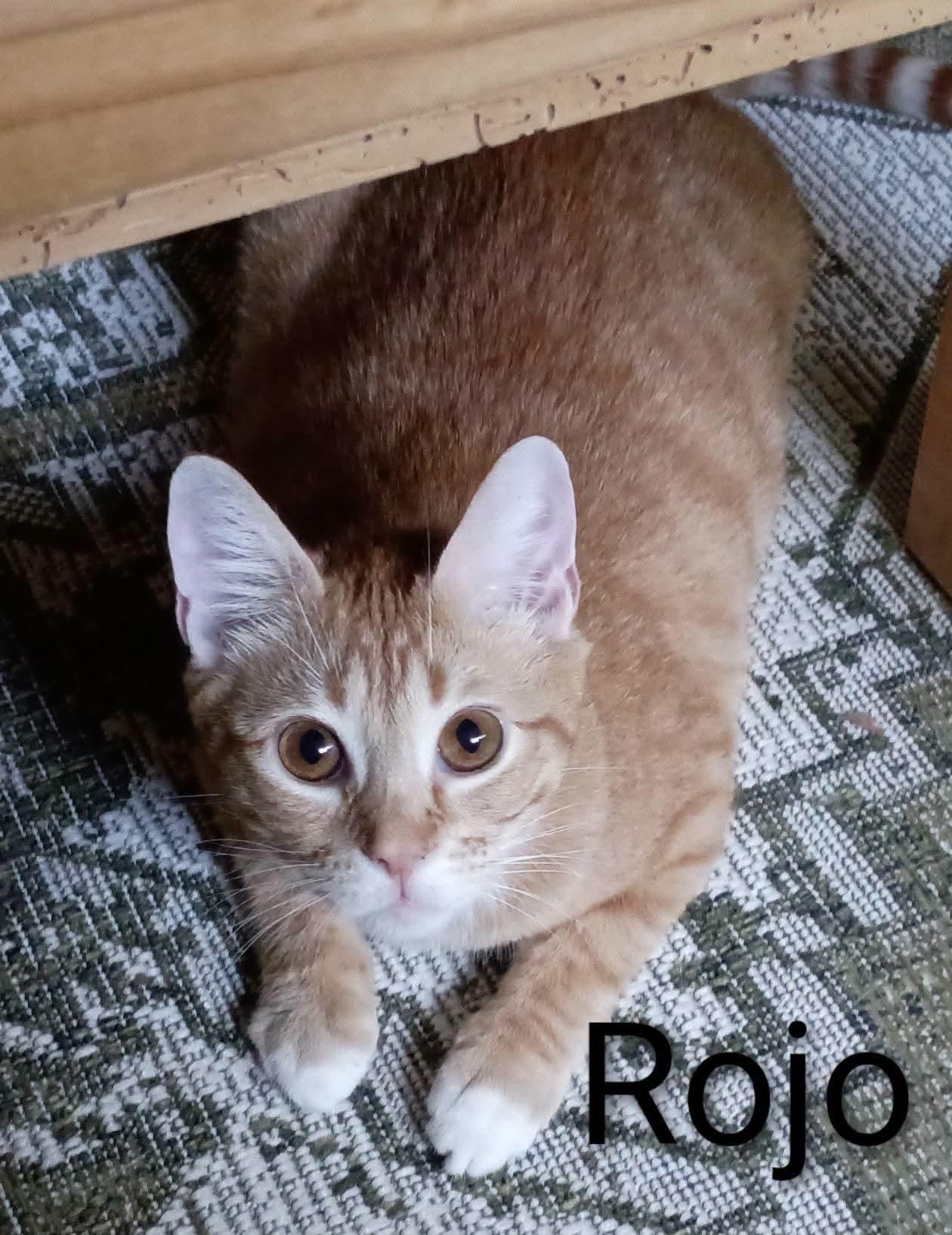 ROJO, ADOPTABLE, Young Male Domestic Short Hair.