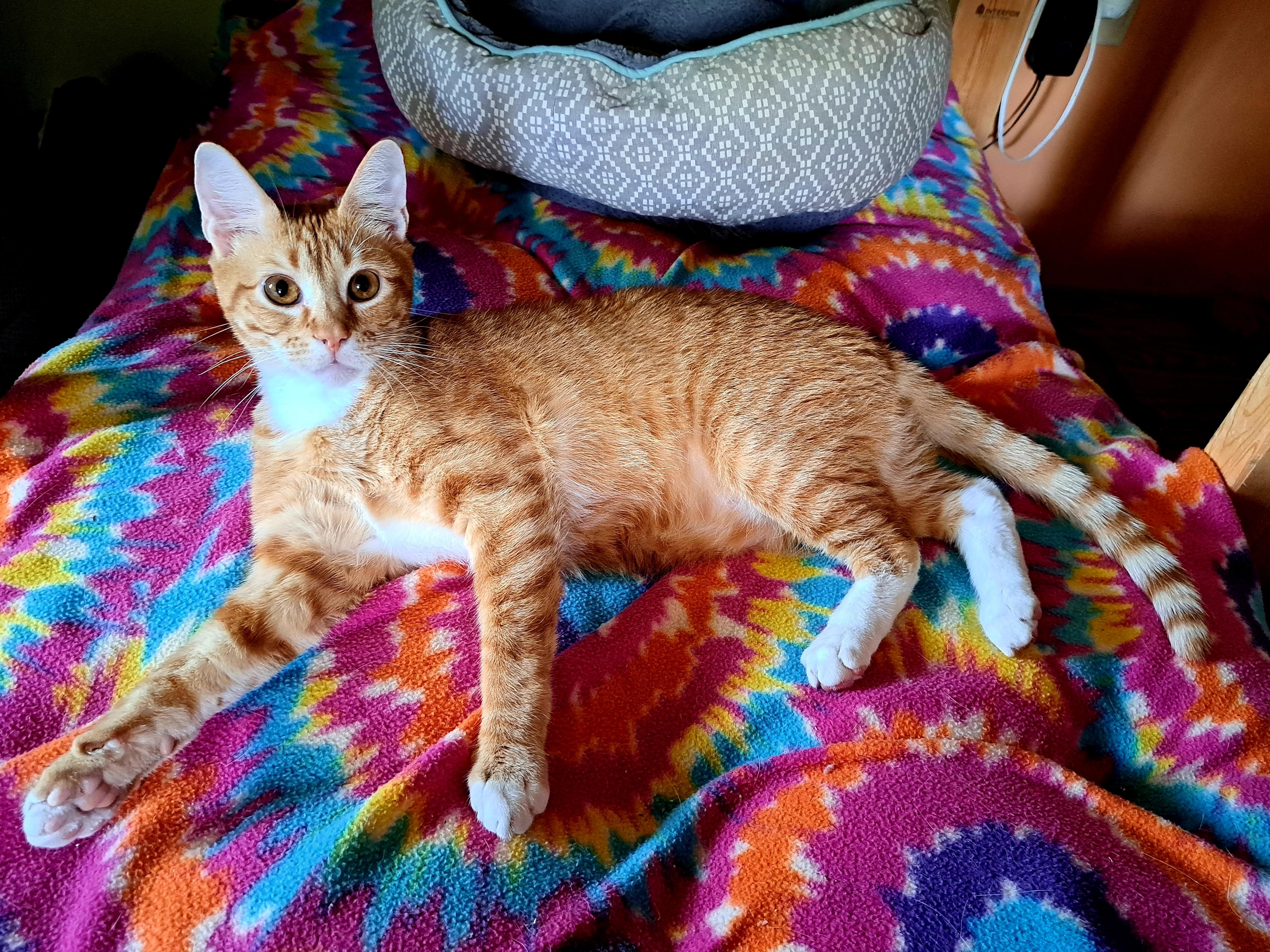 ROJO, a ADOPTABLE Domestic Short Hair in Wilmington, NC image 1/6