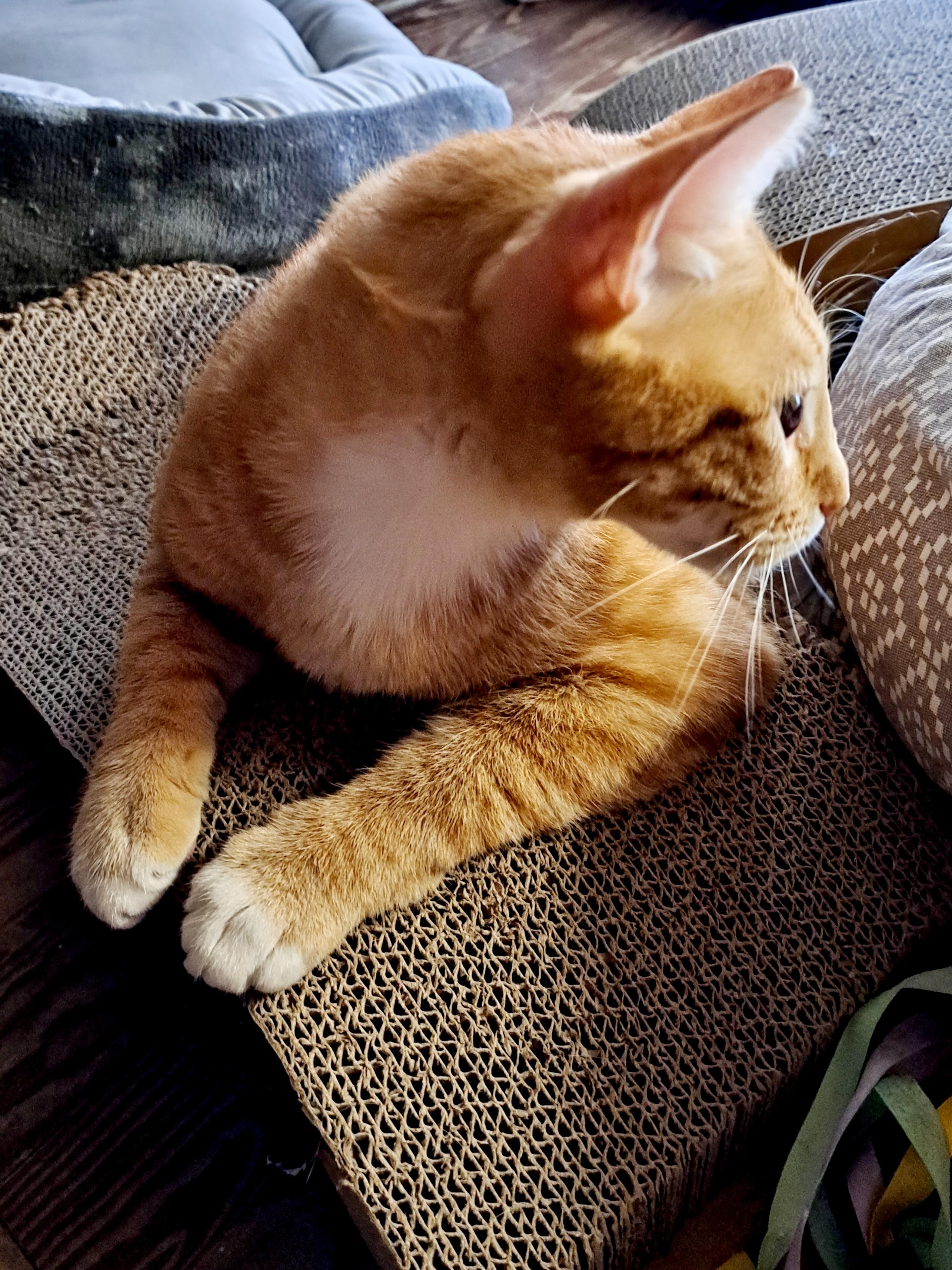 ROJO, a ADOPTABLE Domestic Short Hair in Wilmington, NC image 5/6