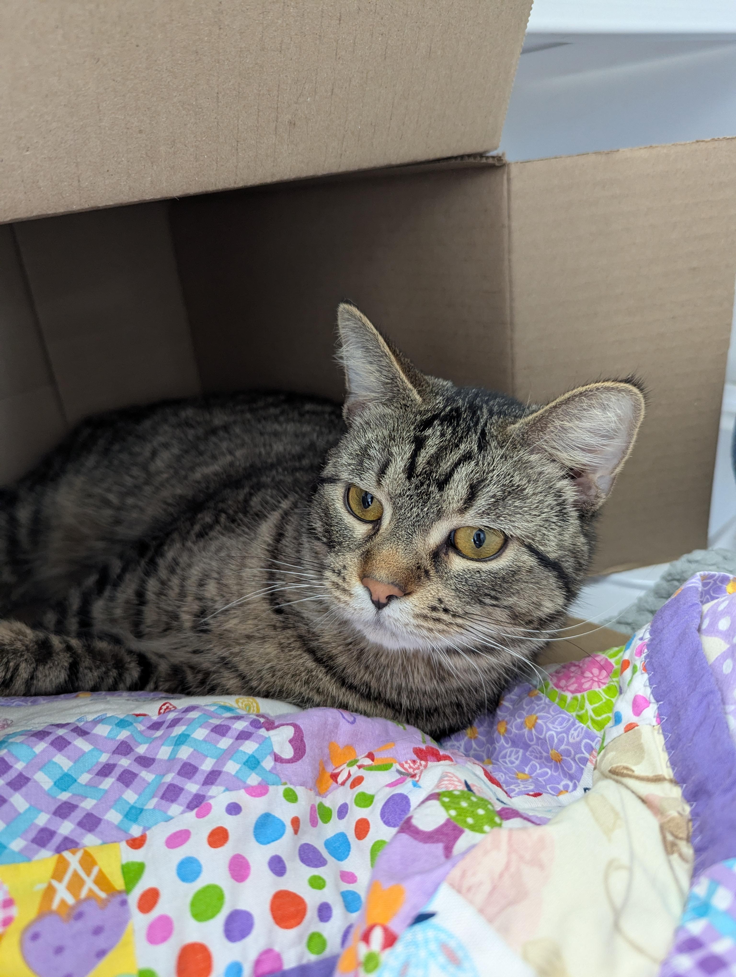 Scrambled Eggs, Adoptable, Adult Male Domestic Short Hair.