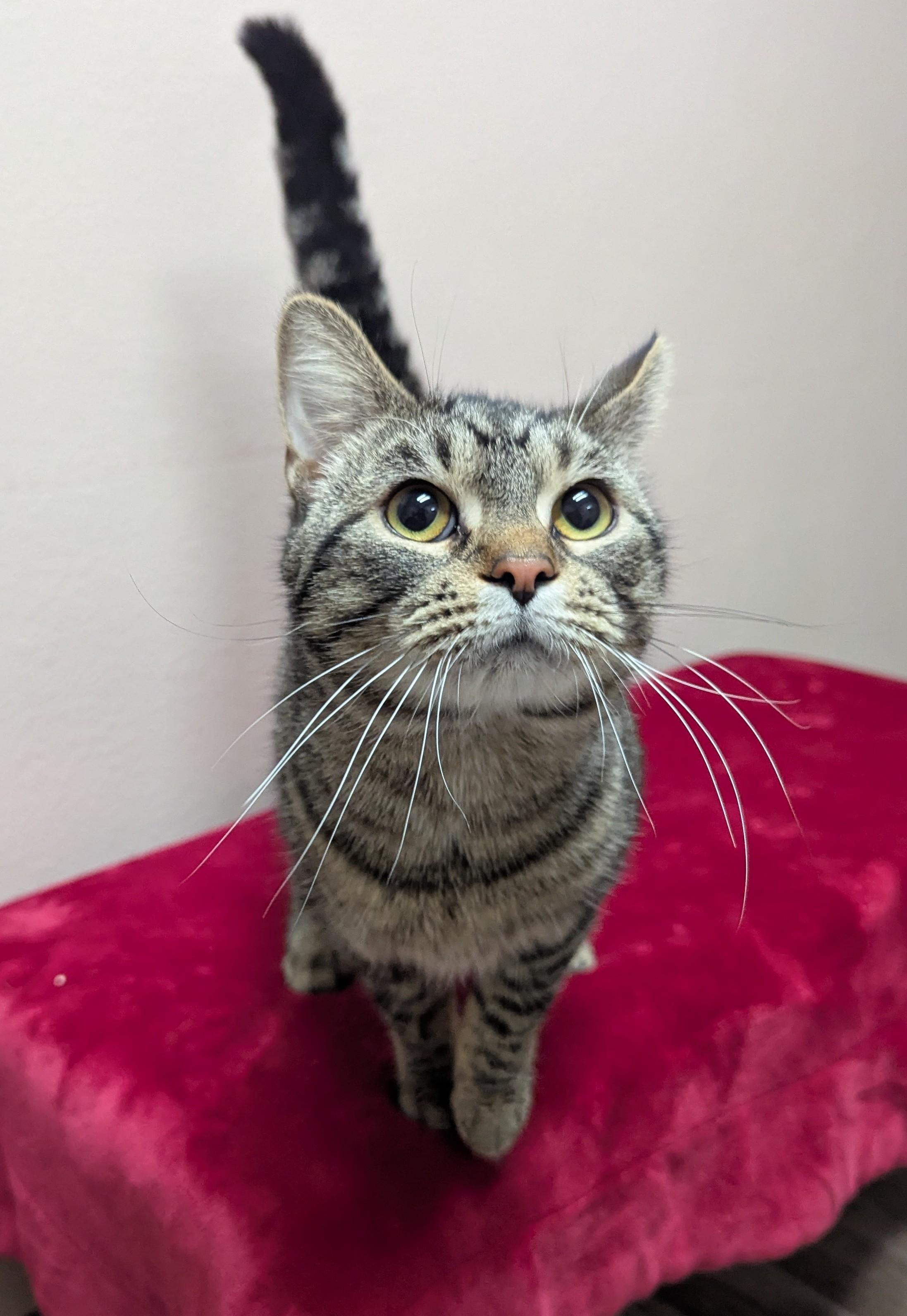 Scrambled Eggs, Adoptable, Adult Male Domestic Short Hair.