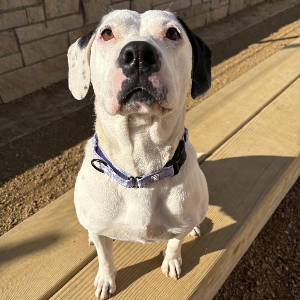 Crysta, a Adoptable Mixed Breed in Bentonville, AR image 4/6