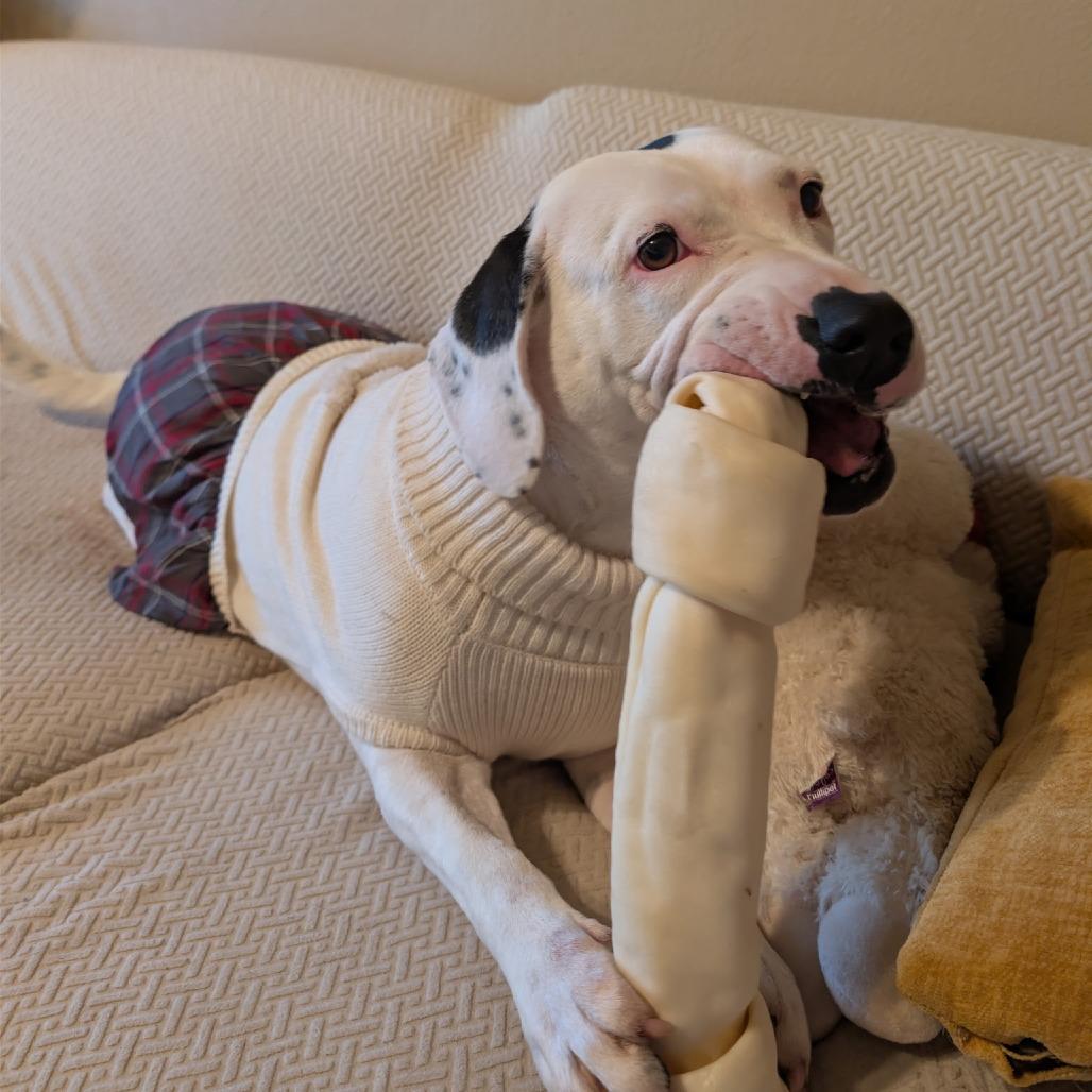 Crysta, a Adoptable Mixed Breed in Bentonville, AR image 6/6