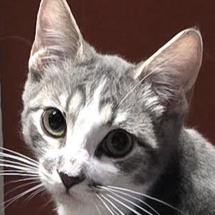 Enlarge Mark, a Adoptable mixed breed in Buhl, ID image 1/3