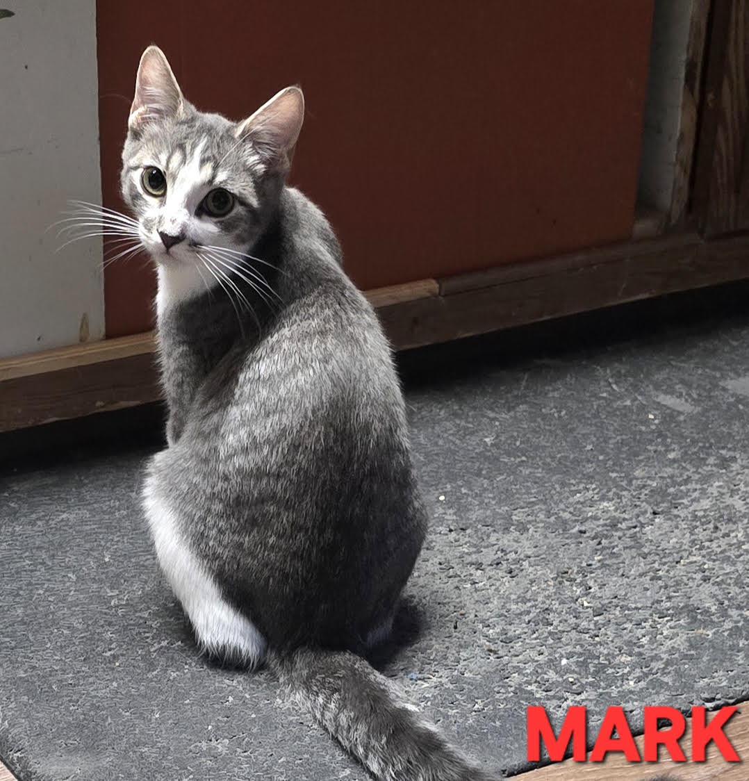 Enlarge Mark, a Adoptable mixed breed in Buhl, ID image 2/3