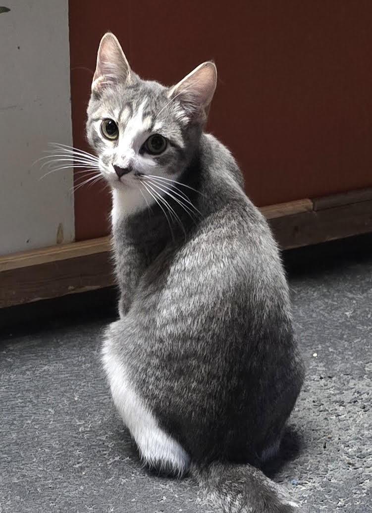 Enlarge Mark, a Adoptable mixed breed in Buhl, ID image 3/3