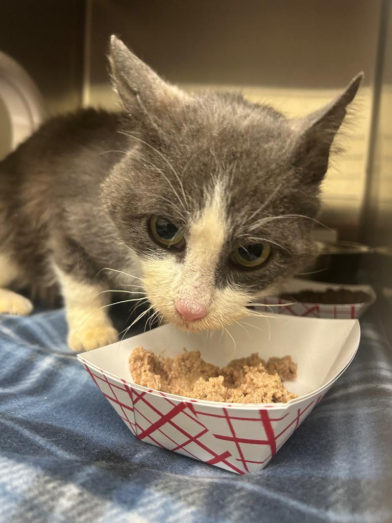 2026-02-063  *Earl*, Adoptable, Senior Male Domestic Short Hair.