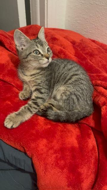 Tiger, a Adoptable Domestic Short Hair in largo, FL image 6/6