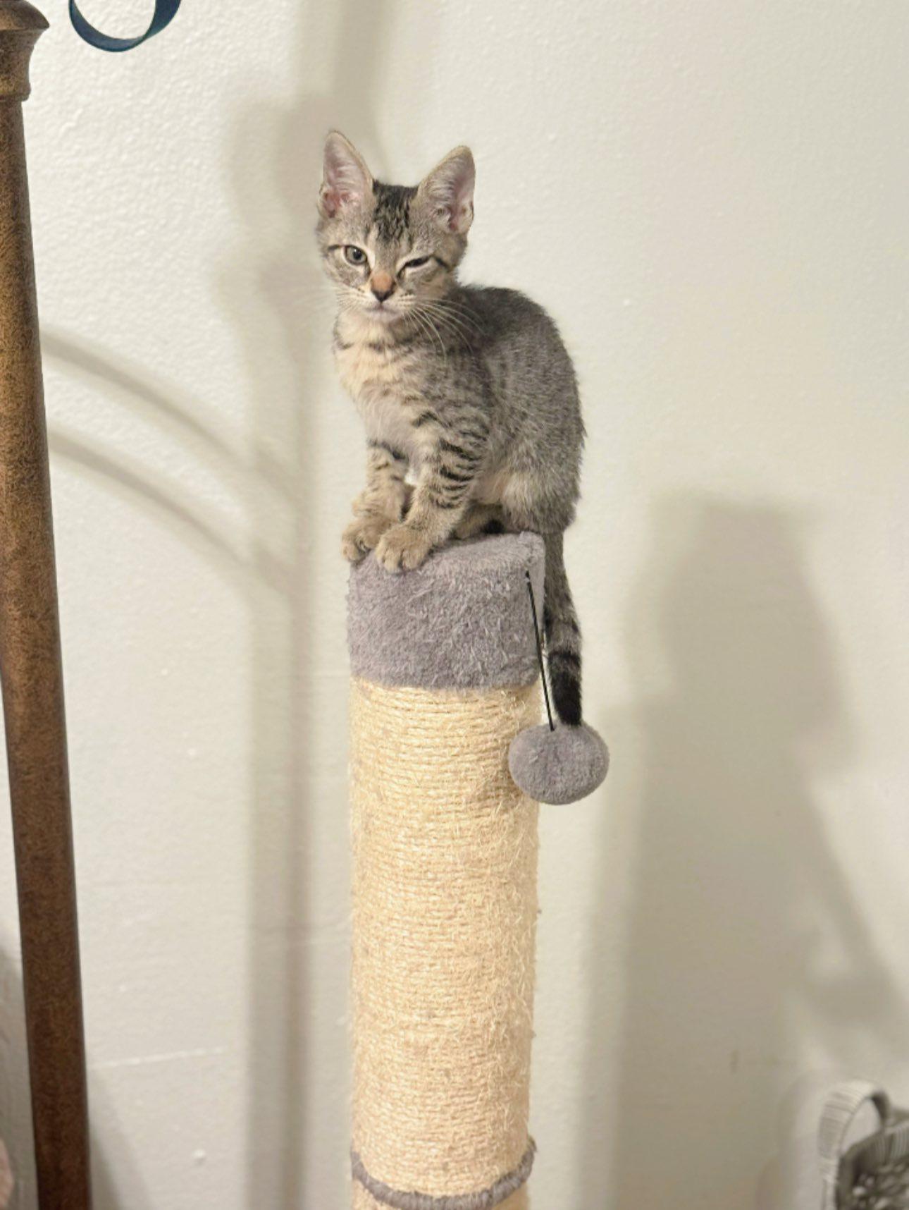 Tiger, a Adoptable Domestic Short Hair in largo, FL image 2/6