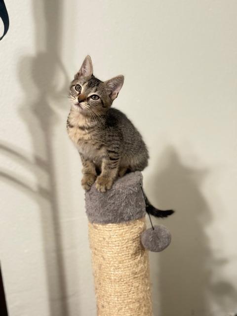 Tiger, Adoptable, Kitten Female Domestic Short Hair.