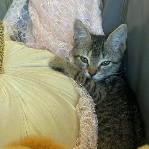 Tiger, a Adoptable Domestic Short Hair in largo, FL image 5/6