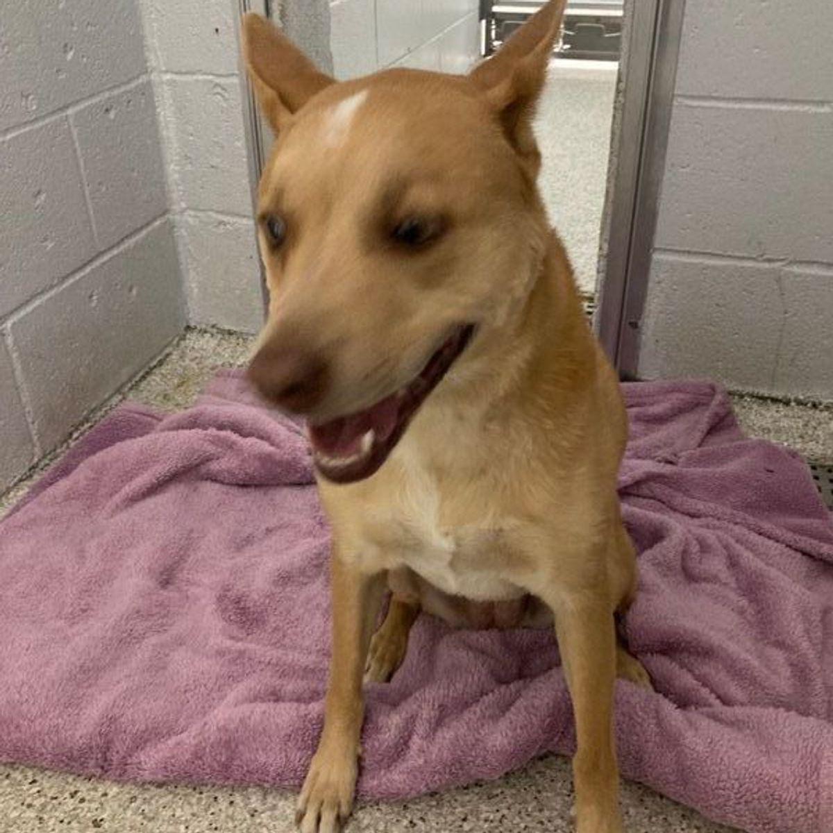 Veda, Adoptable, Adult Female Retriever.