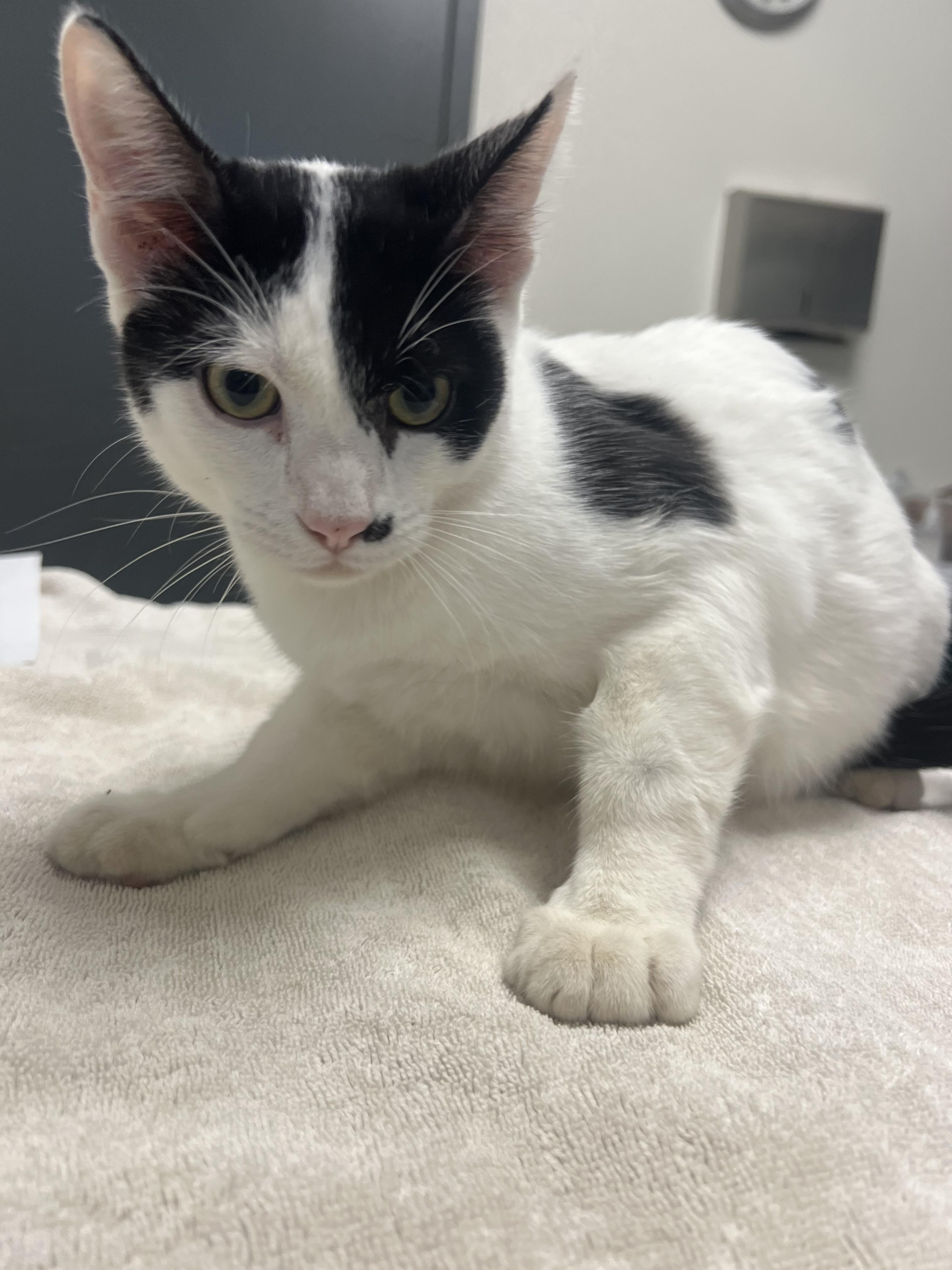Doc, Adoptable, Young Male Domestic Short Hair.
