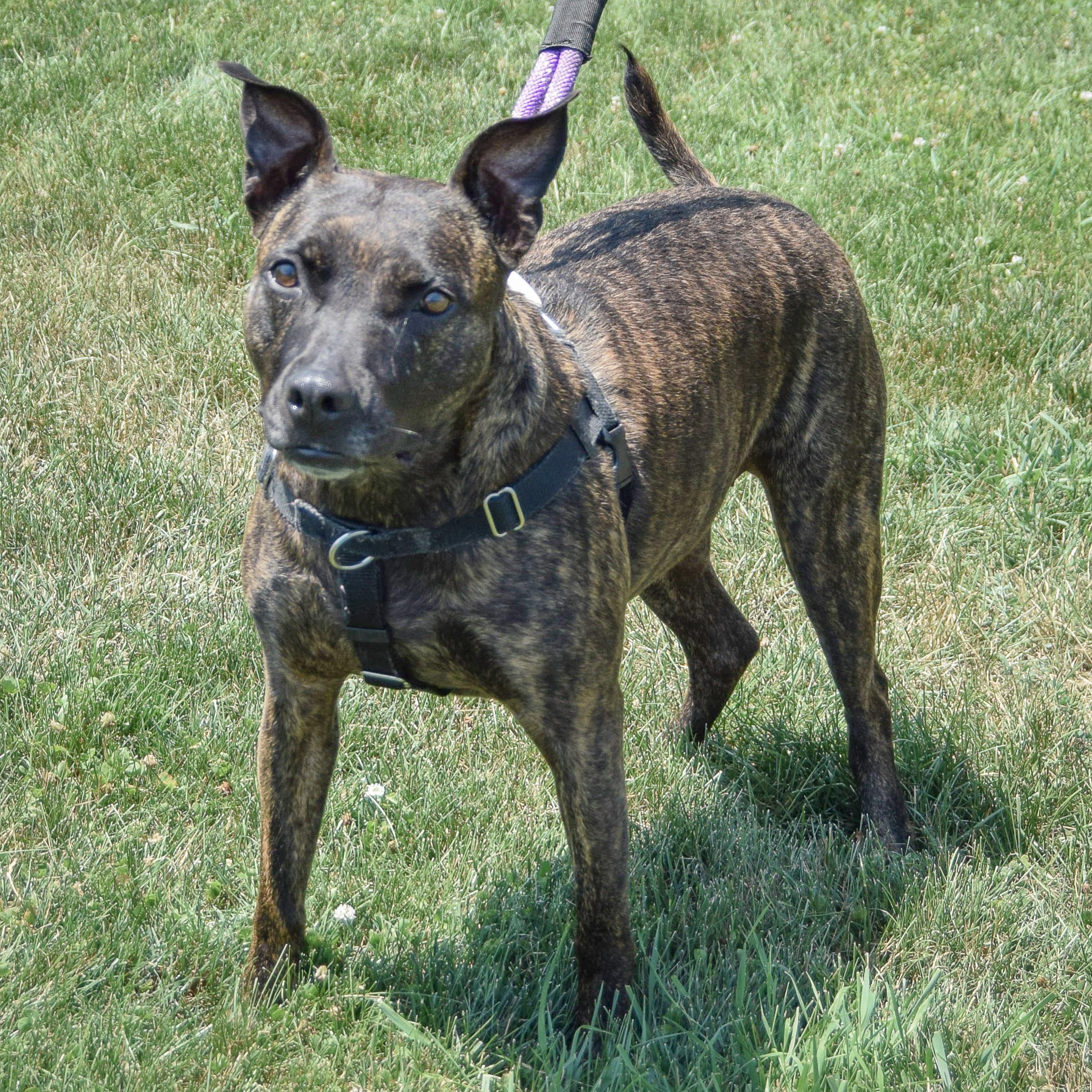Tigereye, an adoptable American Staffordshire Terrier, Boxer in Huntley, IL, 60142 | Photo Image 7