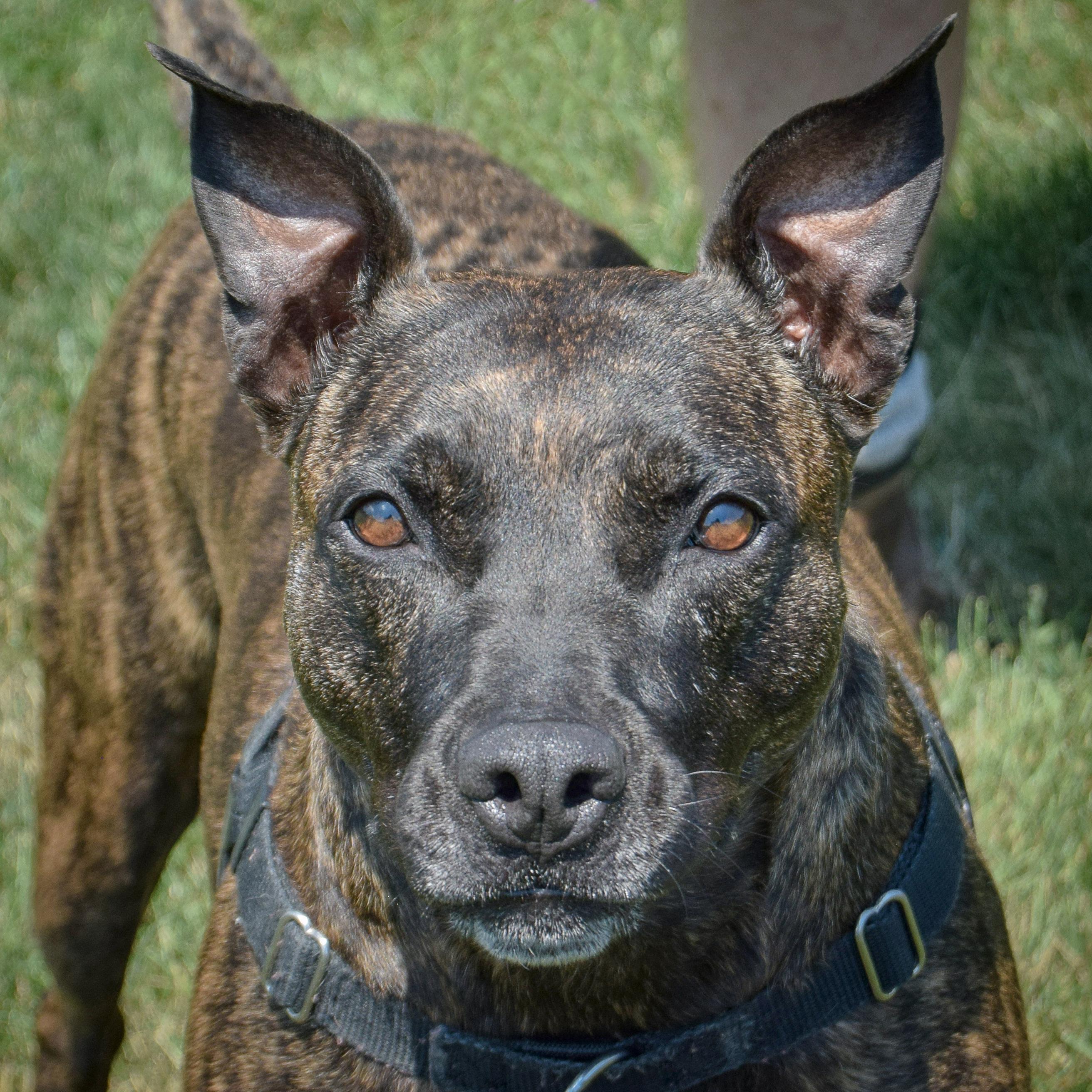 Tigereye, a Adoptable mixed breed in Huntley, IL image 1/6