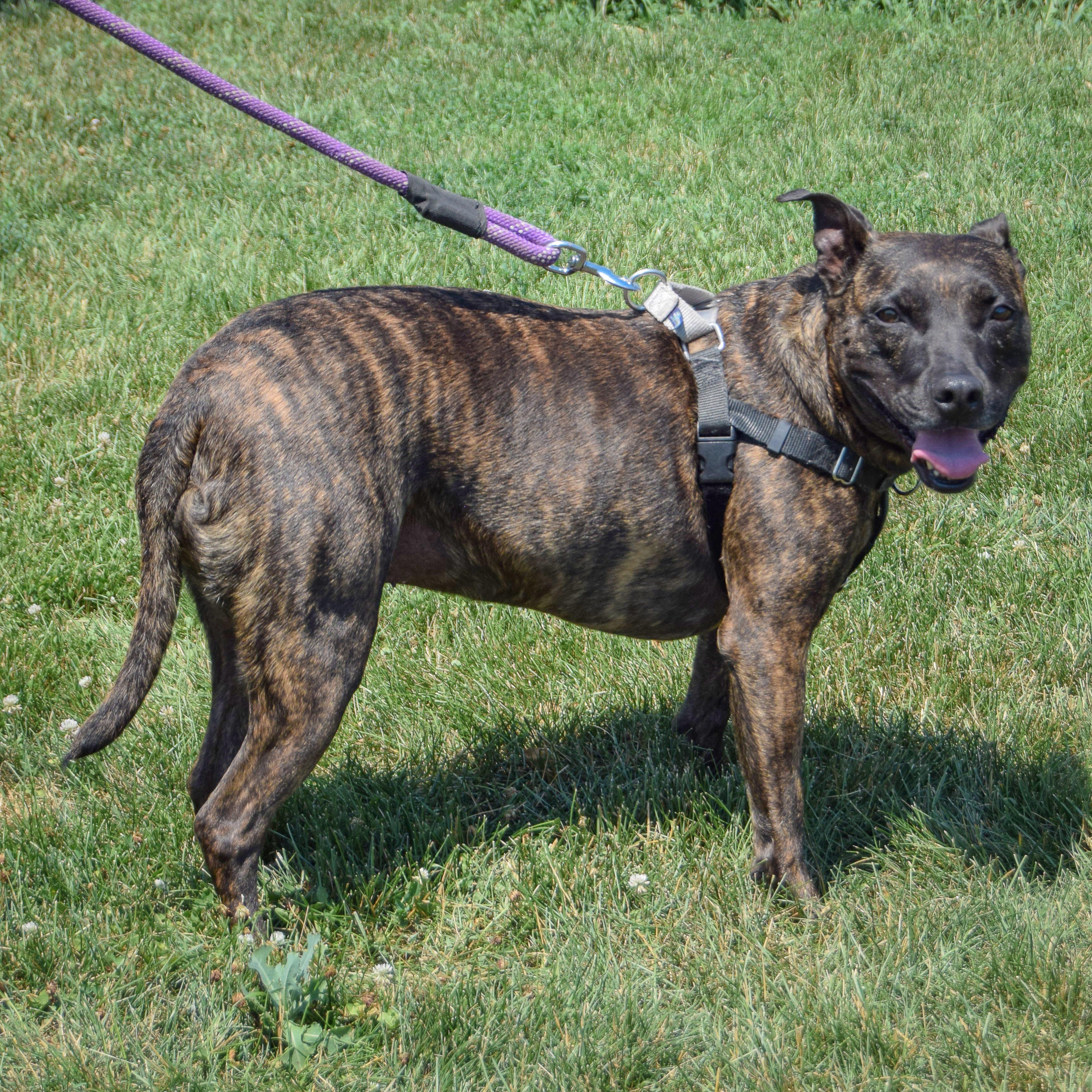 Tigereye, an adoptable American Staffordshire Terrier, Boxer in Huntley, IL, 60142 | Photo Image 5