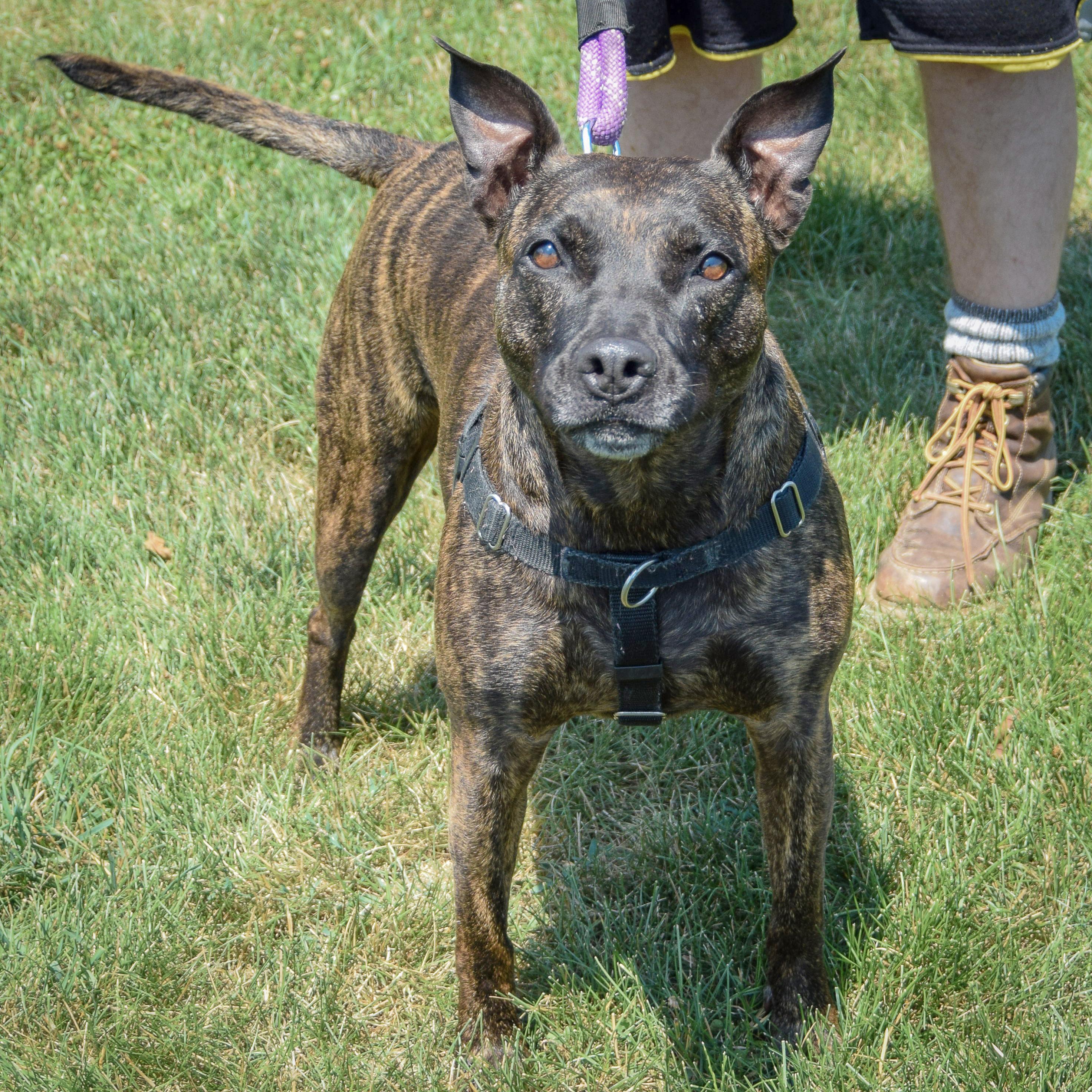 Tigereye, an adoptable American Staffordshire Terrier, Boxer in Huntley, IL, 60142 | Photo Image 3