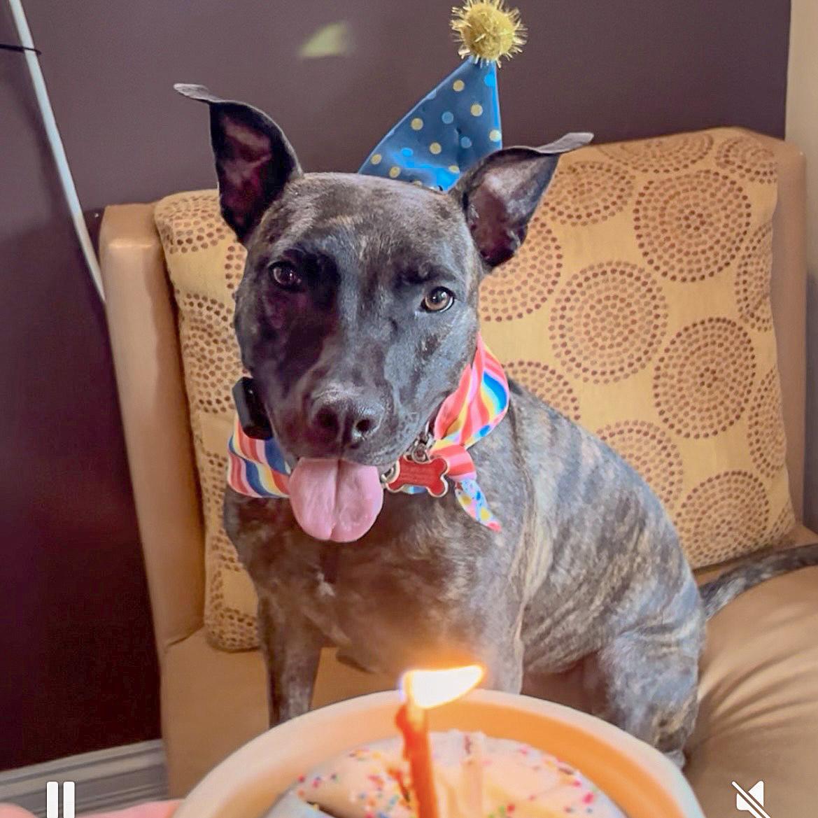 Tigereye, a Adoptable mixed breed in Huntley, IL image 2/6