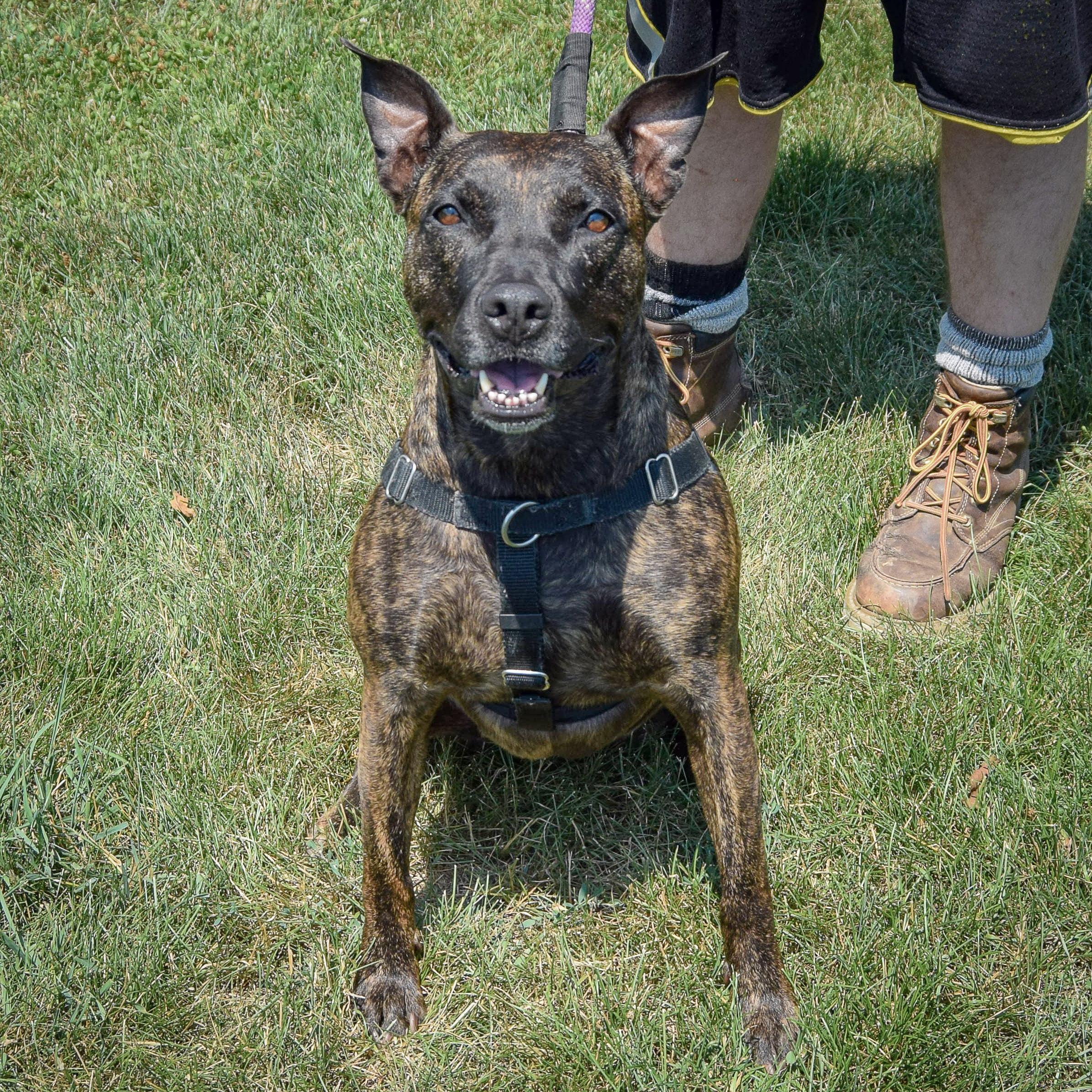 Tigereye, a Adoptable mixed breed in Huntley, IL image 6/6