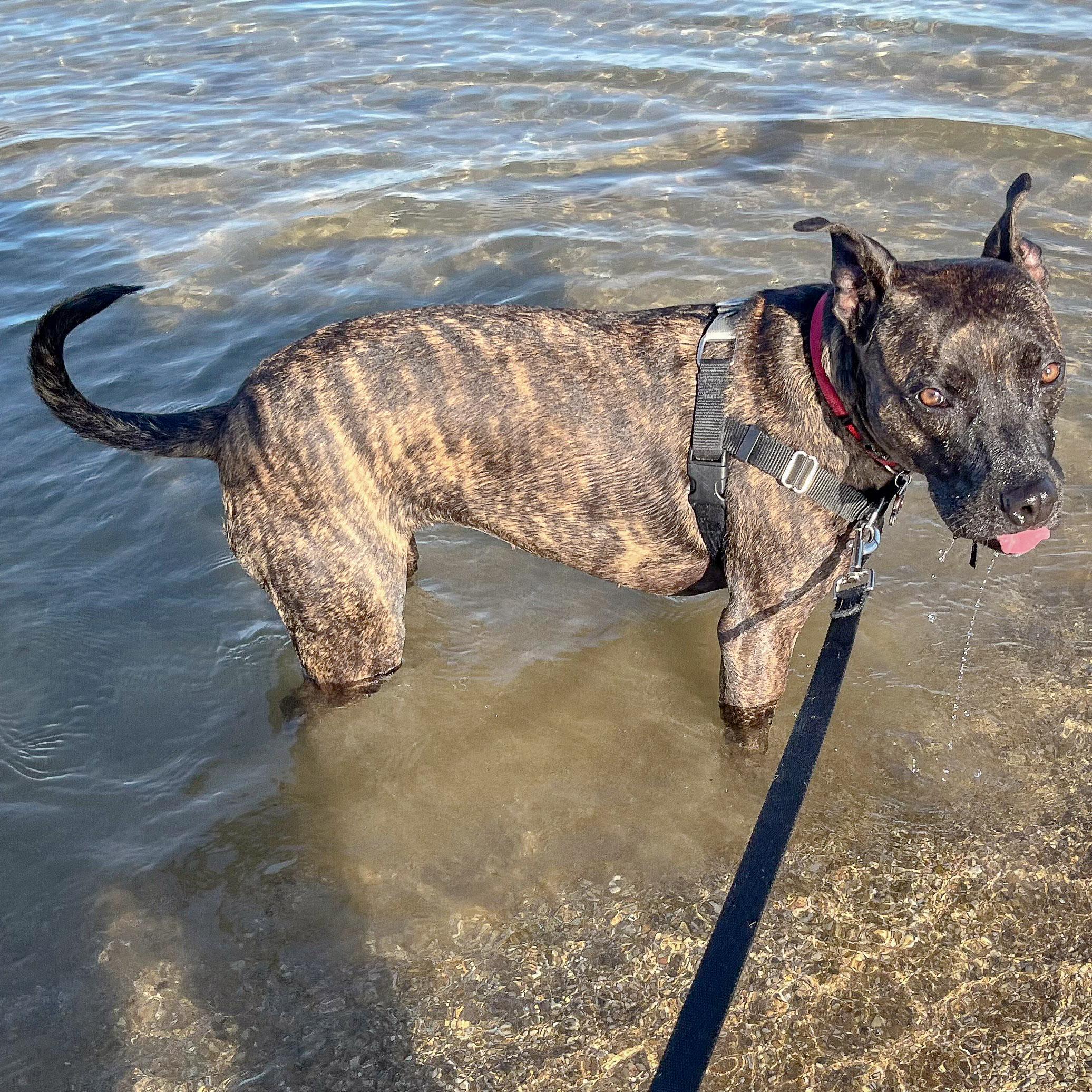 Tigereye, a Adoptable mixed breed in Huntley, IL image 3/6