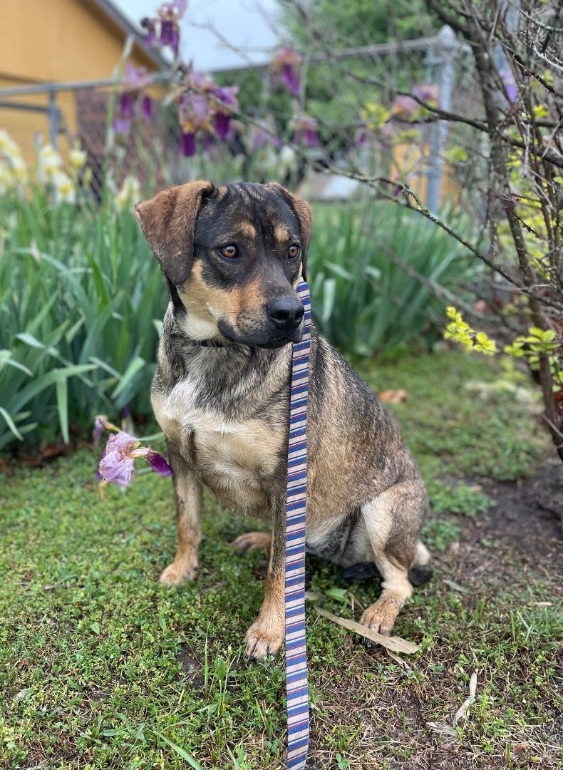 Olive, a Adoptable Mixed Breed in Okemah, OK image 1/6