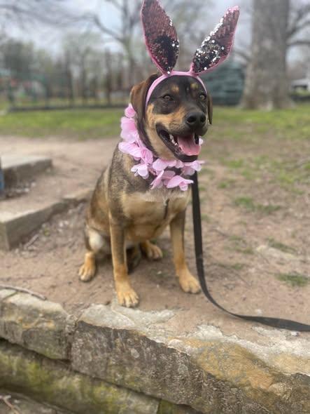 Enlarge Olive, a Adoptable Mixed Breed in Okemah, OK image 1/6