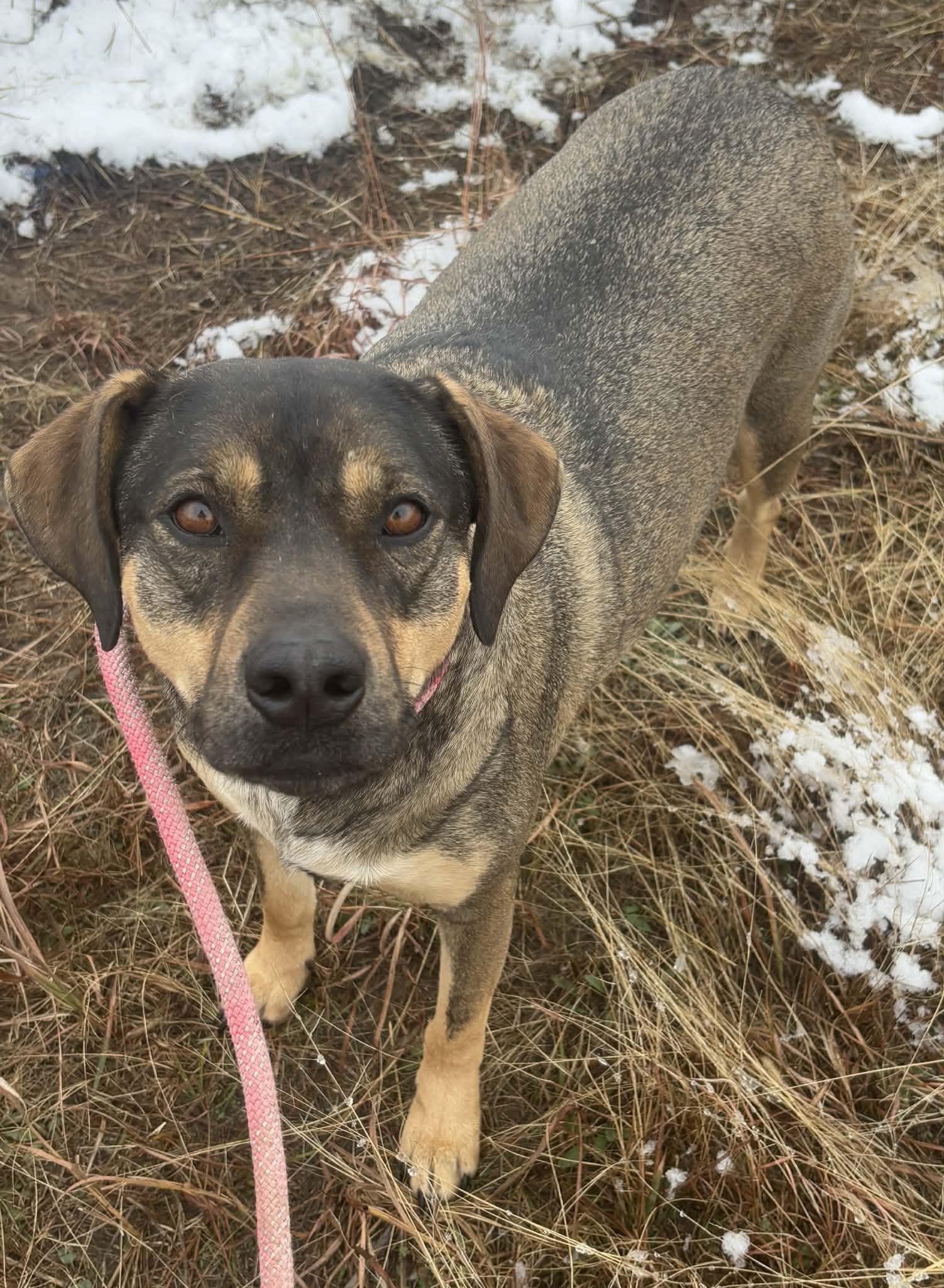 Enlarge Olive, a Adoptable Mixed Breed in Okemah, OK image 5/6