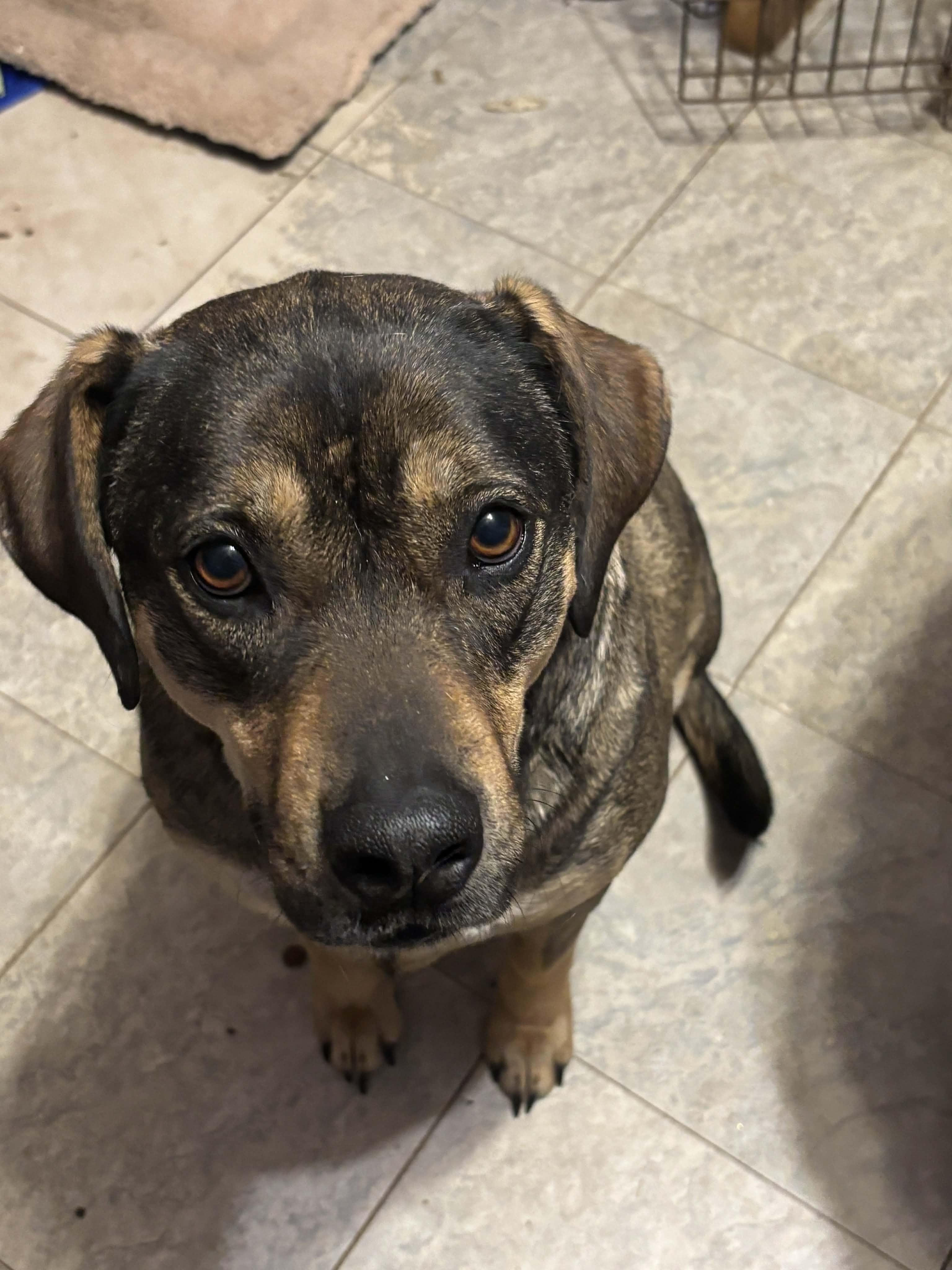 Enlarge Olive, a Adoptable Mixed Breed in Okemah, OK image 3/6