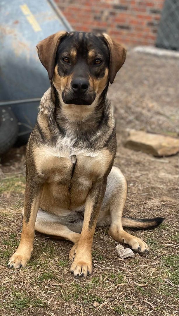 Olive, a Adoptable Mixed Breed in Okemah, OK image 2/6