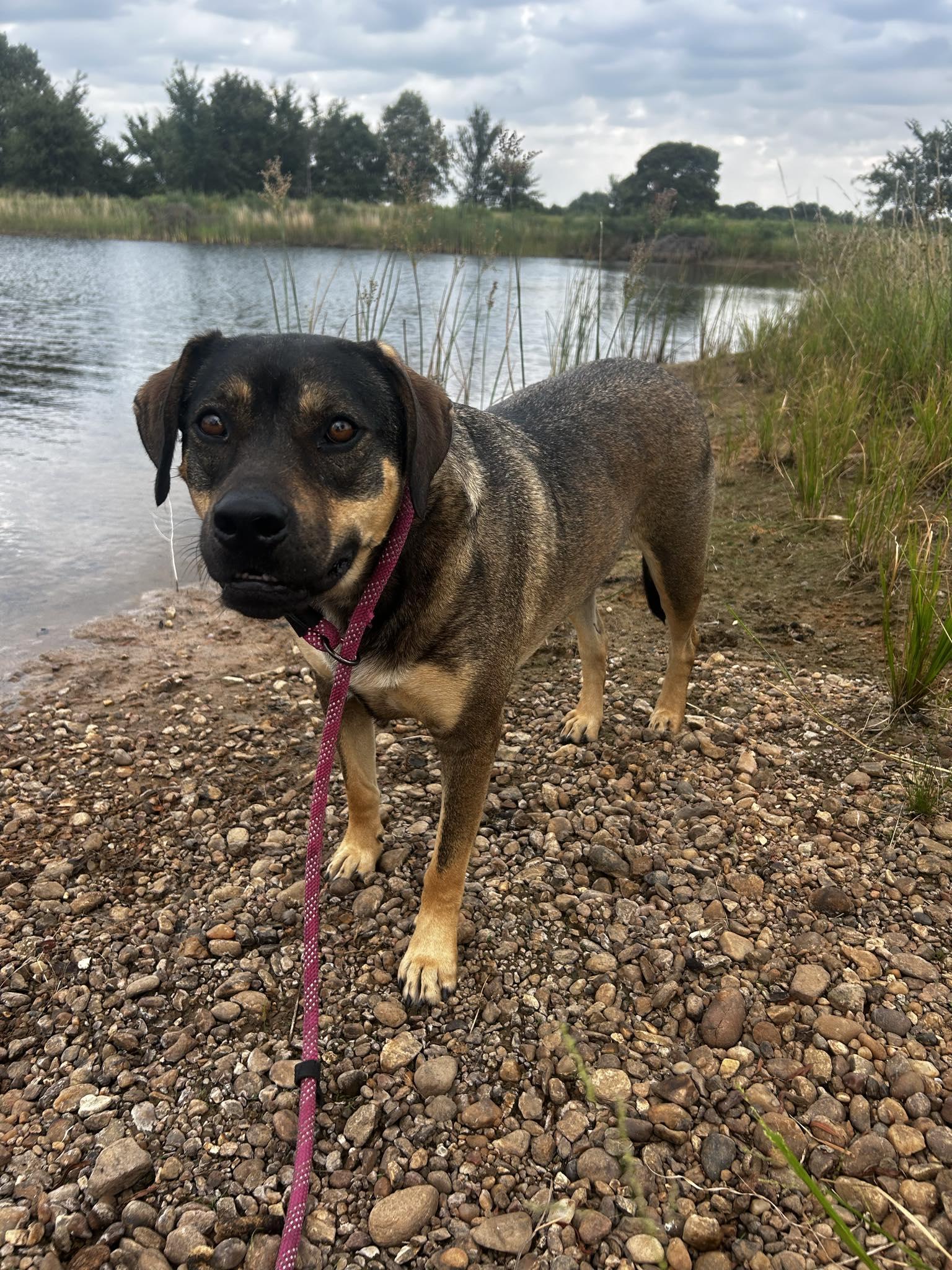 Enlarge Olive, a Adoptable Mixed Breed in Okemah, OK image 2/6