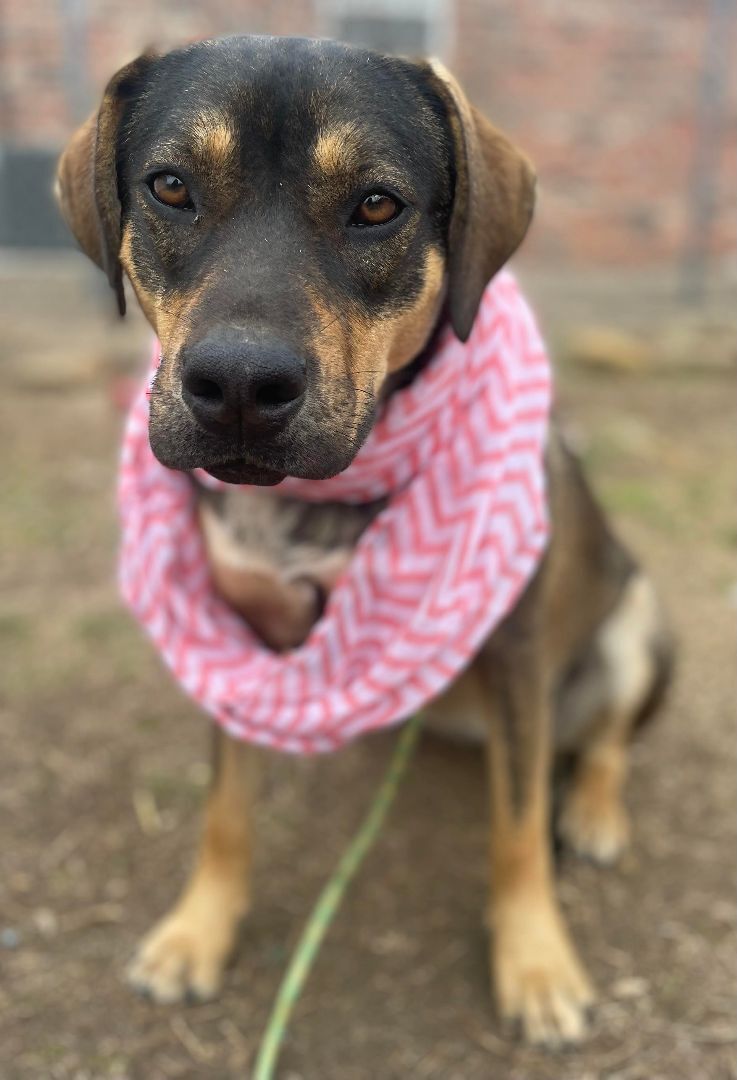 Olive, a Adoptable Mixed Breed in Okemah, OK image 3/6