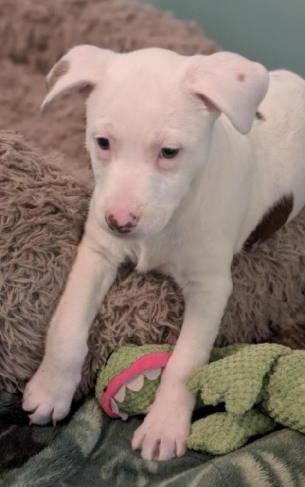 Leaf, Adoptable, Puppy Male American Bulldog.