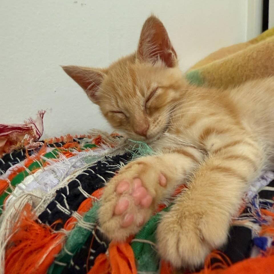 Enlarge Gilbert, a Adoptable Domestic Short Hair in Costa Mesa, CA image 1/4